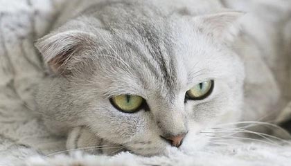 开云体育ios下载-如何看待女足在国际热身赛中的爆冷，如何看待女足在国际热身赛中的爆冷行为