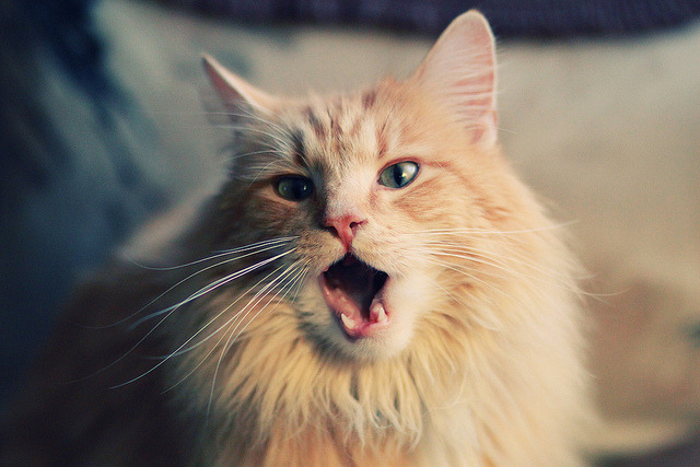 城市社区篮球场分布不断优化，推动全民健身普及化，社区篮球队