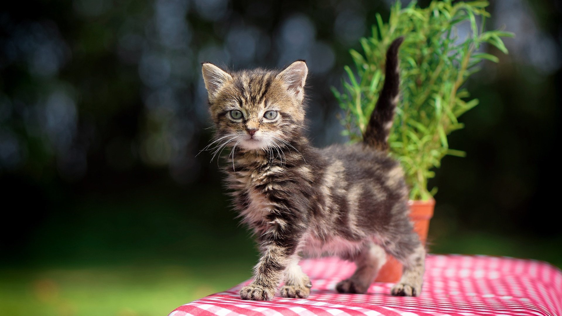 开云网站-瑞士男足在巴黎奥运会上展现出强大的进攻火力，瑞士男足门将