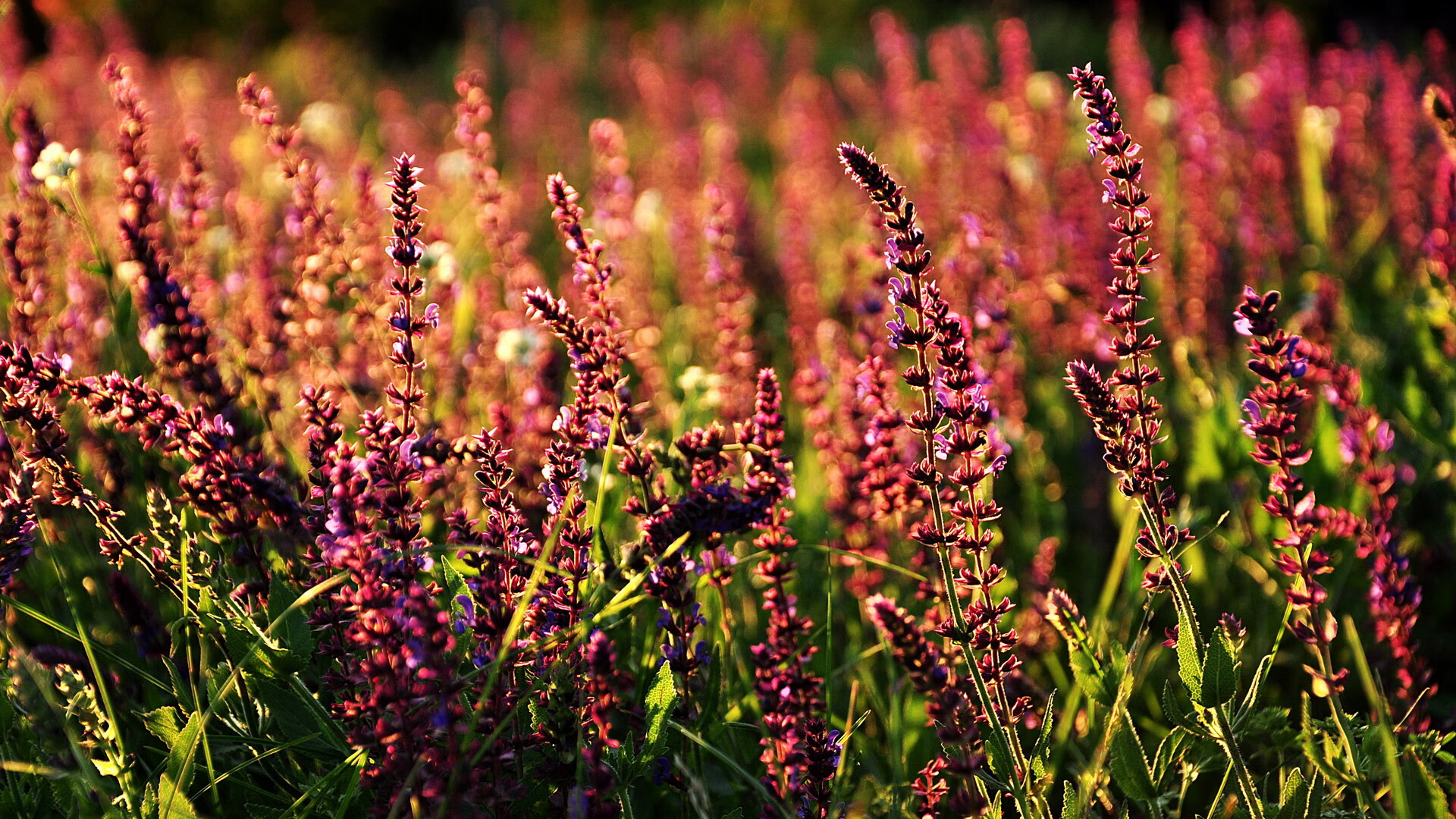 赛场新秀:无人驾驶赛车的未来展望,无人驾驶汽车比赛