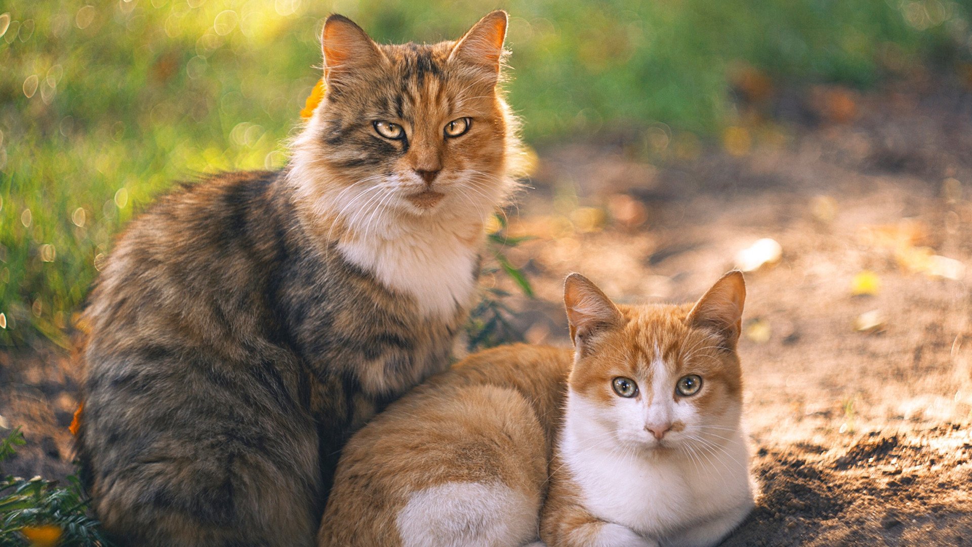 Doublelift解说首秀收视创新高，doublelift现在在哪个战队