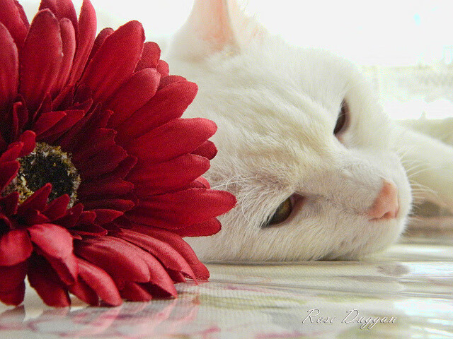 kaiyun体育app-中超外援加盟潮再起，联赛竞争力提升，中超外援新政