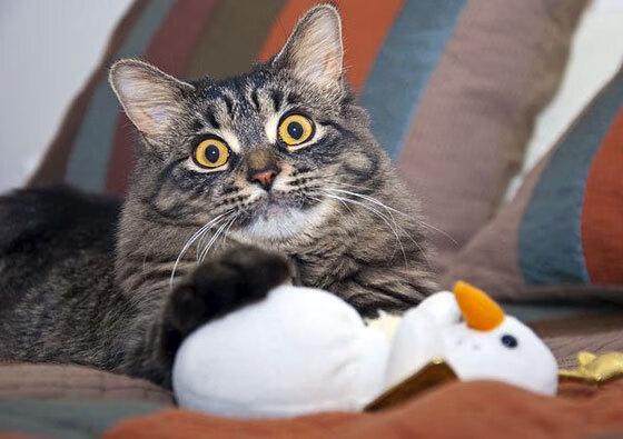 冠军杯赛区揭晓,西甲球队面临新考验,西甲联赛冠军奖杯叫什么