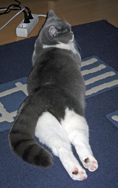 巴朗加国王球员配合默契提升，巴朗蒂斯简介