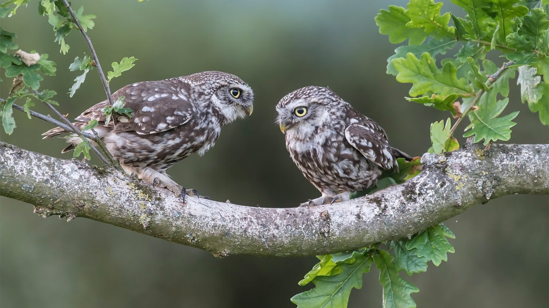 摩纳哥连胜终结，客场不敌特鲁瓦，摩纳哥连胜终结,客场不敌特鲁瓦什么意思