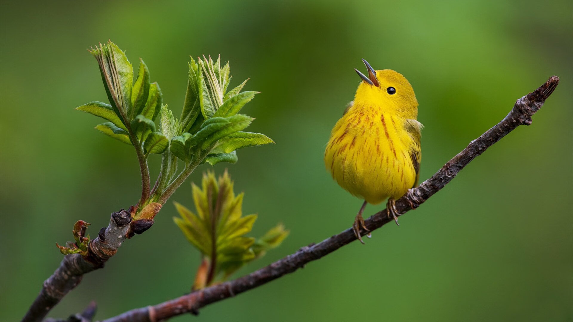 开云官方网站-欧国联比赛：塞尔维亚队双杀匈牙利队，欧联杯之王塞维利亚