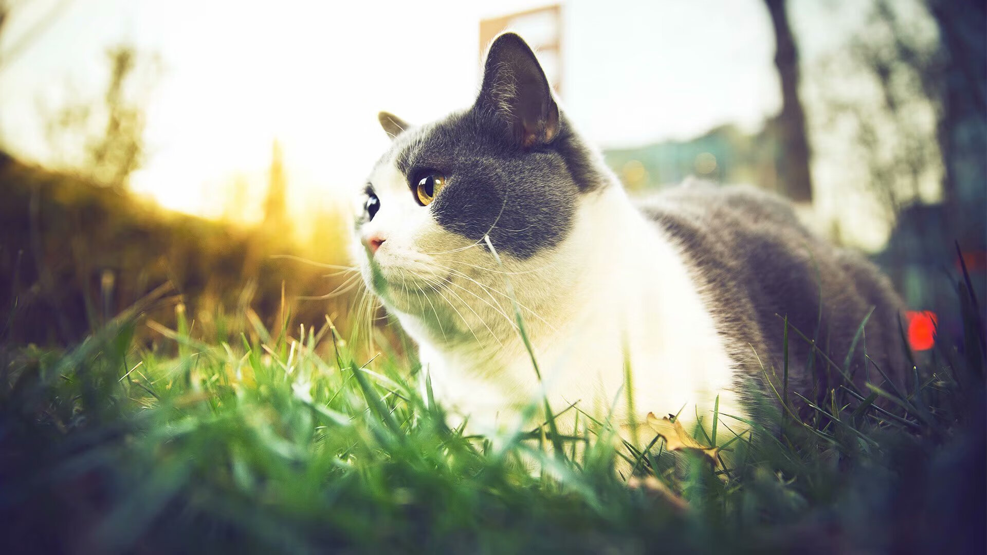 开云体育-球队引援是否应以体系匹配为优先标准，篮球引援