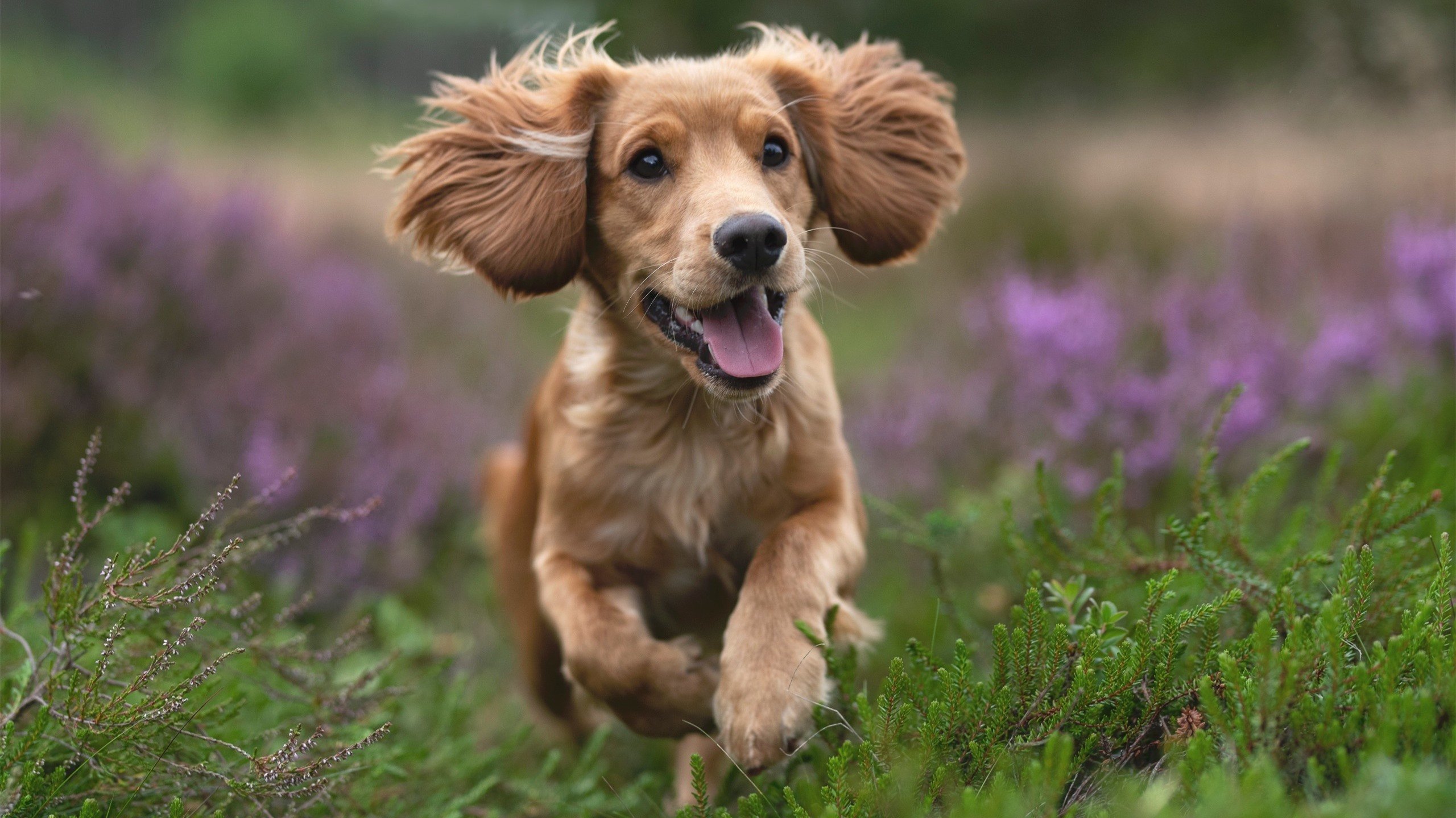 Kaiyun官方登录入口-紧张对抗！葡萄牙女足挑战克罗地亚，硝烟四起，友谊联赛葡萄牙vs克罗地亚