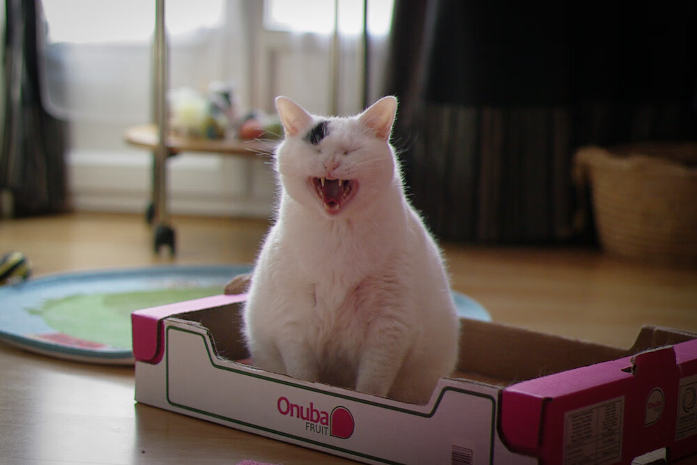 紧张对抗！葡萄牙女足挑战克罗地亚，硝烟四起，友谊联赛葡萄牙vs克罗地亚