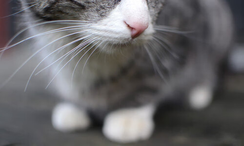 罗马队在周末比赛中取得胜利并保持领先，罗马队比赛录像