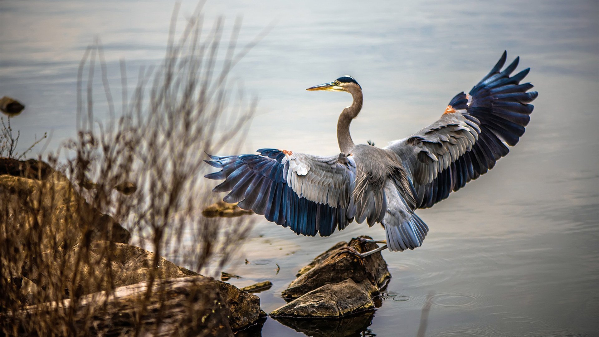 西雅图海湾人备战中北美洲及加勒比海冠军杯，目标夺冠，西雅图海湾人是什么球队
