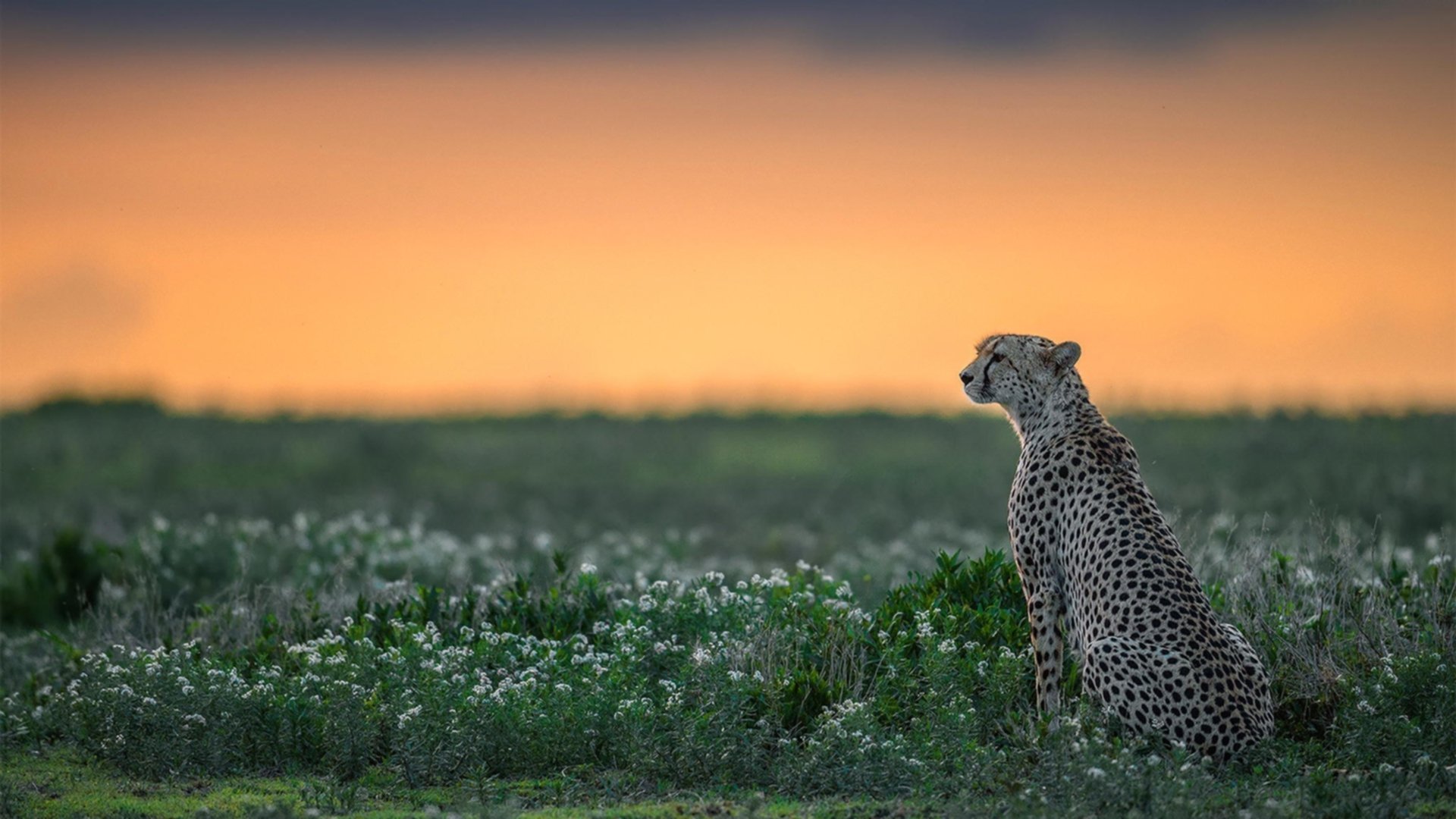 中国足球比赛主力球员出场频率分析,中国足球队上场队员