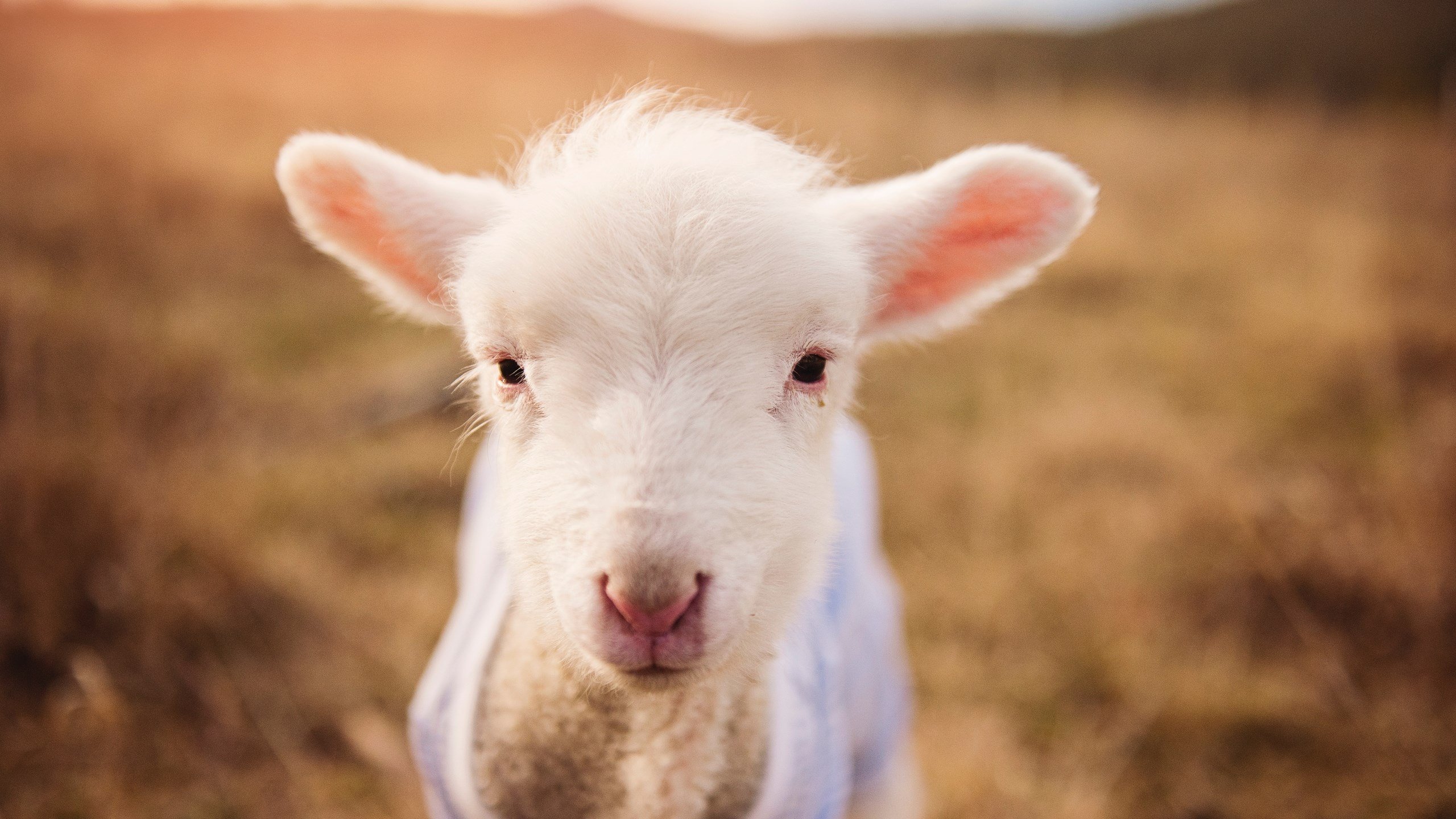 国足全队传球节奏同步评分系统，国足传球进自己球门