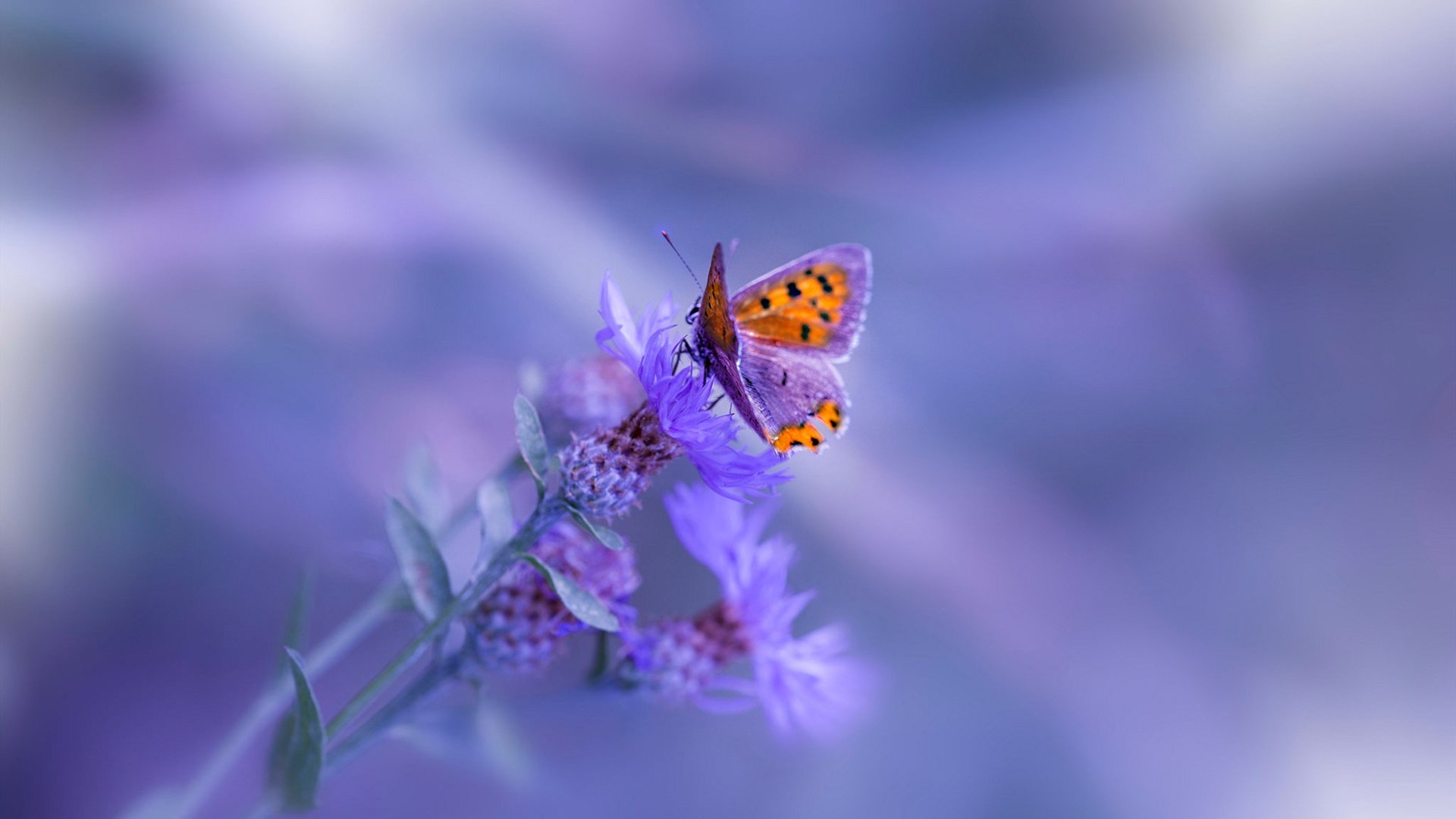 “网球对决：高新体育中心迎来世界顶级选手争霸”