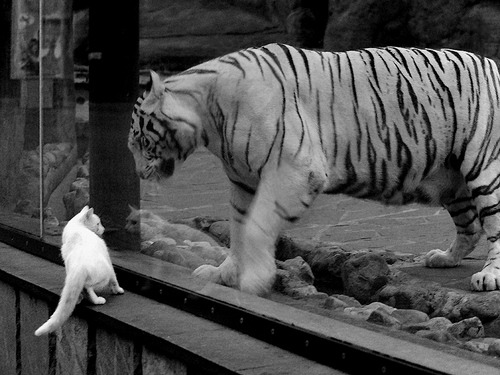 亚洲杯中国青年队惨败 技术分析成为焦点,2020亚洲杯中国队