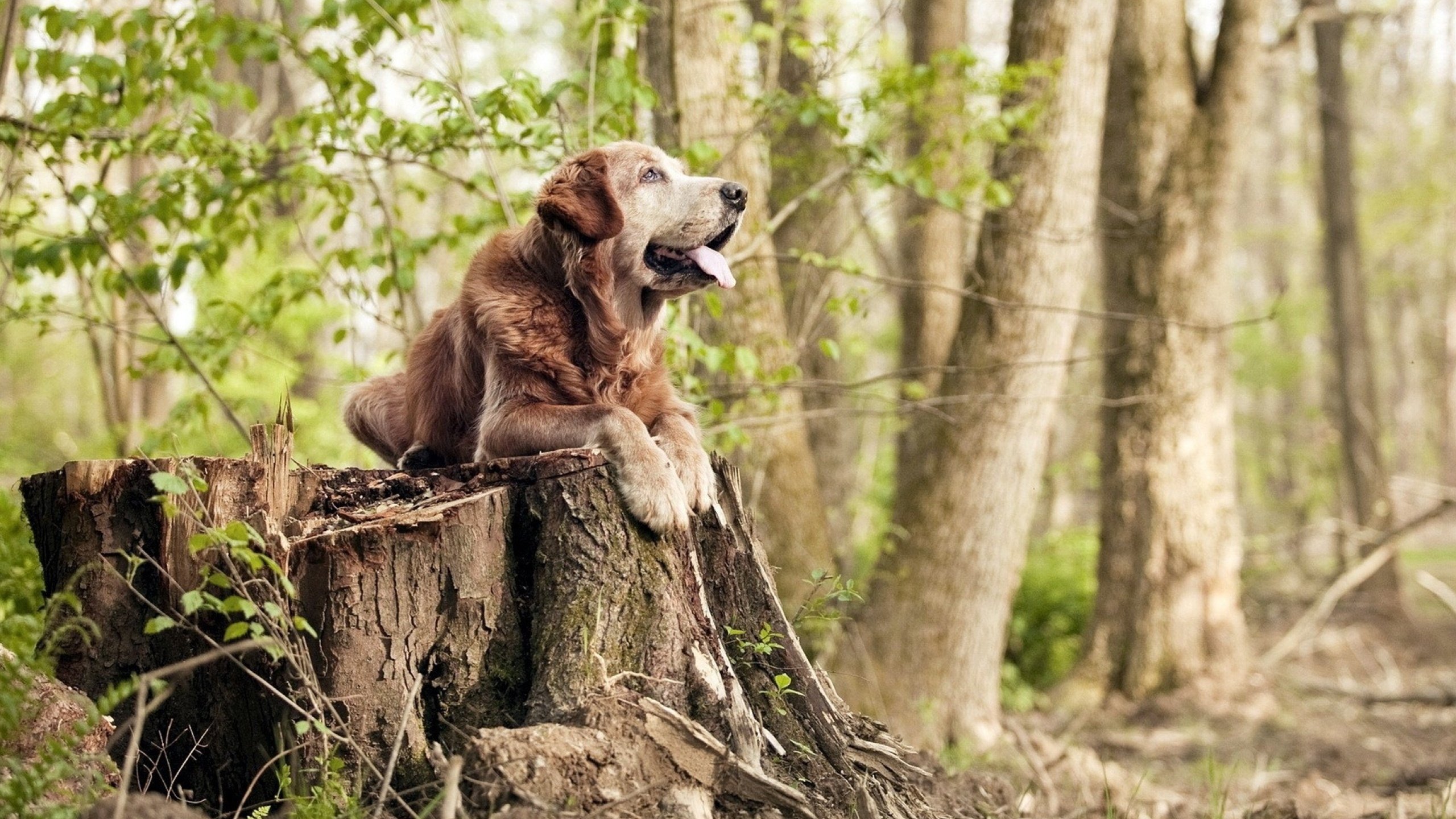慢节奏比赛是否有利于限制核心球员爆发，慢节奏类型的是