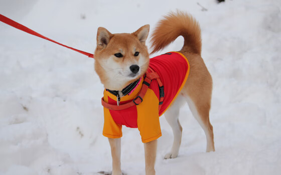 开云入口-威尔士青少年橄榄球的崛起，能否挑战强队地位？，威尔士ncaa