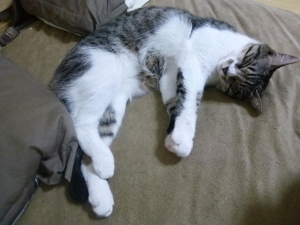 巴雷特:全黑队关键比赛中的冷静指挥官,稳定球队进攻节奏,巴雷特全名