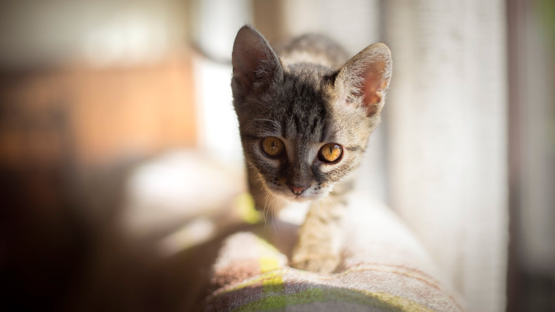水球快攻瑞士男队节奏明快，水球队世界排名