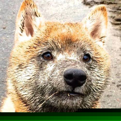 赛尔·阿尔斯塔：南非队的核心后排，领导防守反击，阿尔塞特